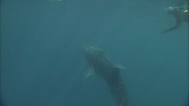 Diver is swimming with Whale Shark at Ningaloo Reef