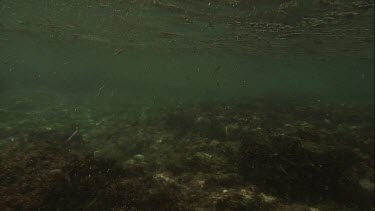 Australian Sea Lion swimming along the ocean floor