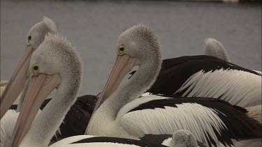 Pelican feeding hatchling