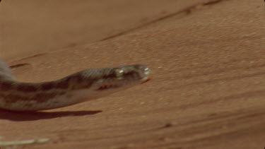 python flicking tongue and yawning open mouth