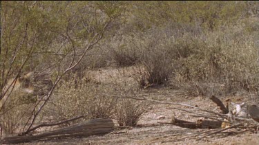 Coyotes in the undergrowth