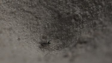 Close up of Antlion emerging from a hole in the dirt in slow motion