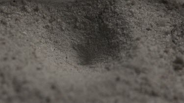 Close up of Antlion emerging from a hole in the dirt in slow motion