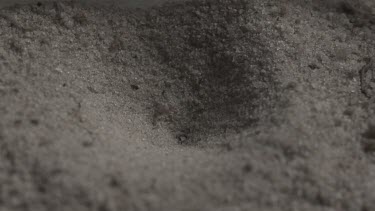 Close up of Antlion emerging from a hole in the dirt in slow motion