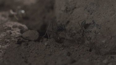 Jumper Ant attacking Weaver Ant in slow motion