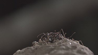 Jumper Ants and Weaver Ants crawling in the dirt in slow motion