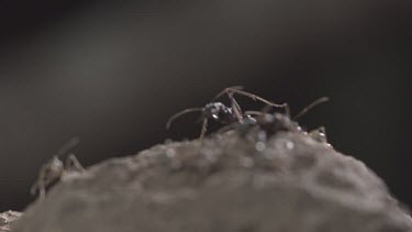 Jumper Ants and Weaver Ants crawling in the dirt in slow motion