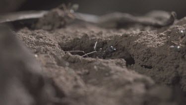 Jumper Ants and Weaver Ants crawling in the dirt in slow motion