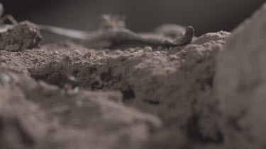 Jumper Ants and Weaver Ants crawling in the dirt in slow motion