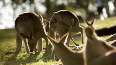 Beautiful backlit shot of two kangaroo's eating grass, then a rack focus to the two roos in the foreground.