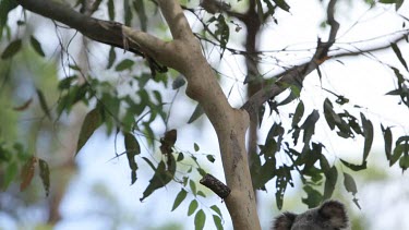 Tilting down a tree branch to find a koala resting peacefully, falling asleep.