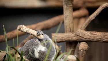 Cute koala Joey playing on a branch.
