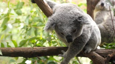 Really cute and fluffy koala Joey hanging off a branch and looking around