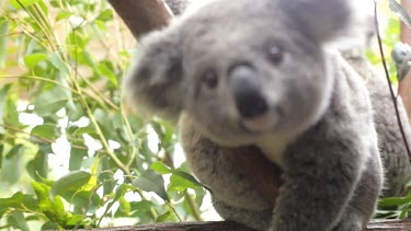 Really cute and fluffy koala Joey hanging off a branch and looking around