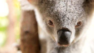 Gorgeous koala Joey looking right into the lens of the camera