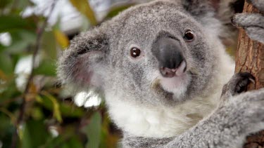 Great close-up of a koala Joey with beautiful eye lights. Holding on to branch.