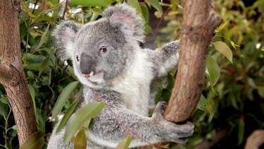 Great close-up of a koala Joey as she looks around for something to do