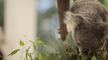 Cute koala reaching down to grab and eat leaves on a lower lying branch.
