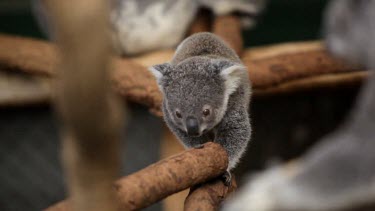 Young koala Joey venturing out on his own and walking down a branch.