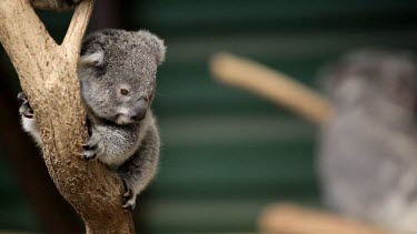 Cute little koala Joey holding onto a branch and looks directly into the camera lens