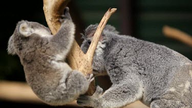 Cute koala Joey is disturbed by his mum climbing up the tree. Joey falls