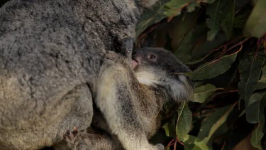 Cute Koala Joey cuddling his mother and then reaching out to grab some leaves.