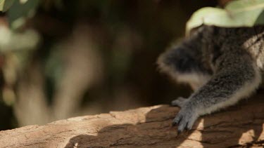 Cute koala Joey walks over to mum for a kiss