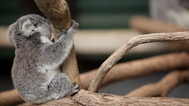 Mother koala comes down to feed her Joey pap.