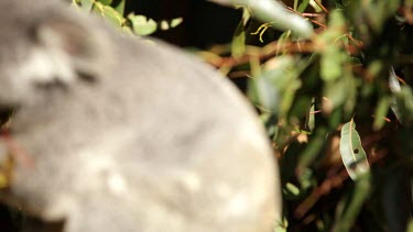 Beautiful pan up to an adult koala eating leaves.