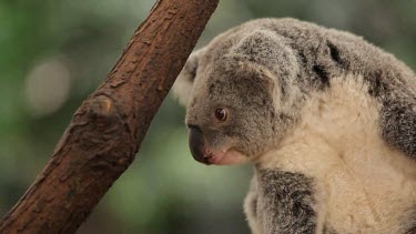 Interesting composition with a young koala sitting near a branch and then starting to climb