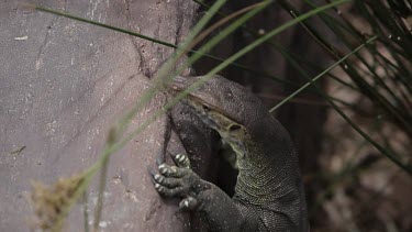 Lace monitor crawling up a rock surface, to rushing water river.