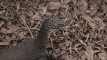 Mid shot of a lace monitor as it looks around for prey.