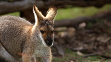 Nicely backlit mid shot of red-necked wallaby as his ears dart around listening out for danger