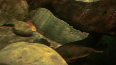 Platypus swimming around and foraging on the bottom of a creek bed