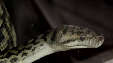 A carpet python snake looking around for its next prey