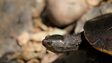 A focus pull from rocks to an eastern long-necked turtle basking in the sun