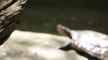 Focus shifting from a log to an eastern long-necked turtle basking in the sun