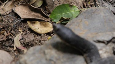 Focus pull from a rock to an eastern long-necked turtle resting on a rock.