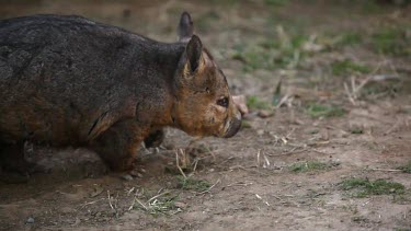 A hairy nosed wombat doing a u-turn, turning.