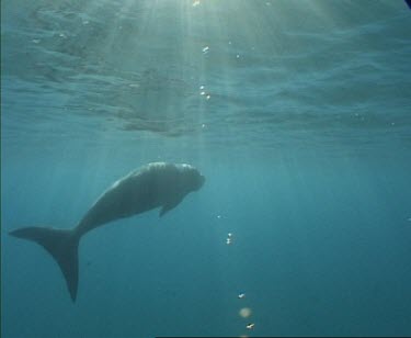 dugong swims to surface breathes and dives