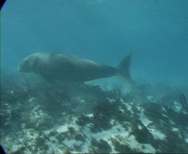 dugong swims with another possibly calf over sea grass