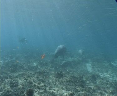 dugong swims with another 2 possibly calf over sea grass diver in background in beginning of shot