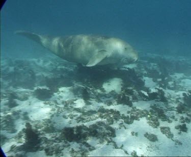 dugong swims with another 3 possibly calf over sea grass diver in background in beginning of shot