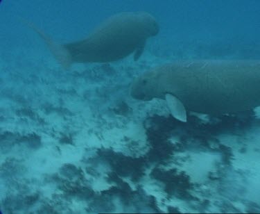 dugong swims with another 3 possibly calf over sea grass
