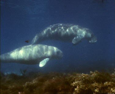 Cow and calf swim together over sea grass
