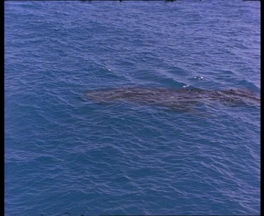 Topside whale shark swimming