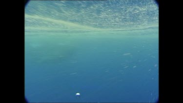 Whale shark eating plankton near surface