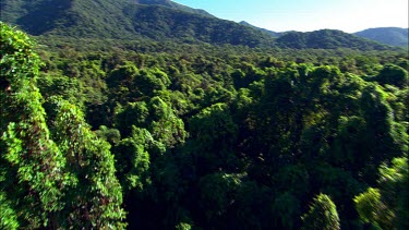 Aerial over canopy of tropical rainforest, north eastern Australia, Queensland. Daintree.