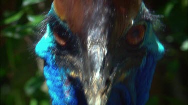 Southern Cassowary with casque, bill, blue neck and face and brown yellow eyes looking straight to camera.