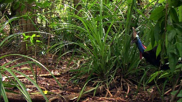 Southern Cassowary male. Male has shorter wattle and smaller casque thank female and is smaller in size.